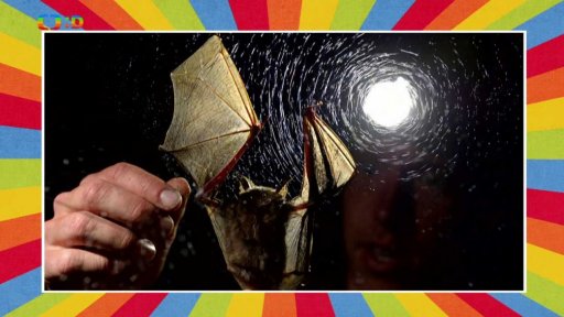 Noc netopýrů v Bečově nad Teplou