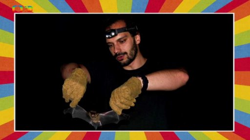 Nebojte se netopýrů