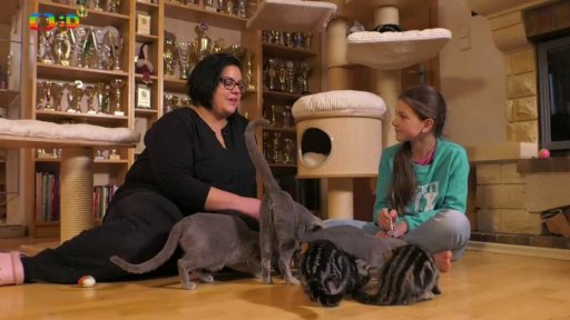 Příroda: Velká britská kočka