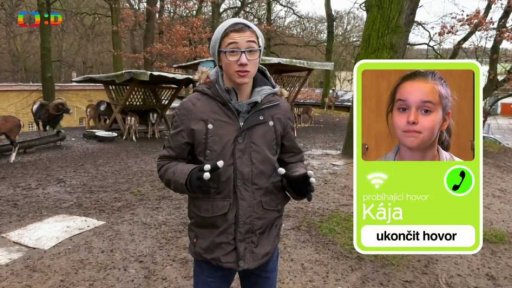 Příroda: Muflon - zvíře, které potkáte v nemocnici