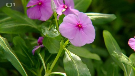 Síla léčivých rostlin