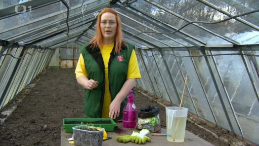 Výsev brukvovité zeleniny