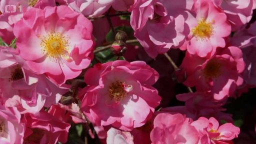 Jarní péče o růže I.