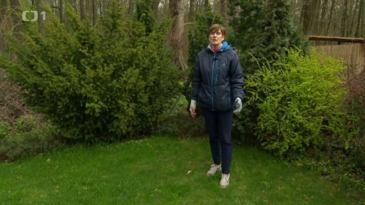 Plevele v trávníku