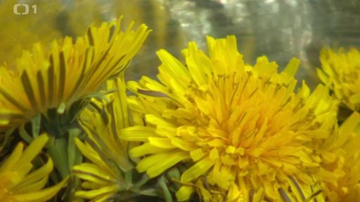 Pampeliška léčivá