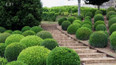 Buxus
