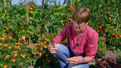 Množení drobného ovoce