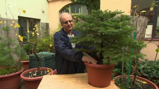 Aby stromek co nejdéle vydržel