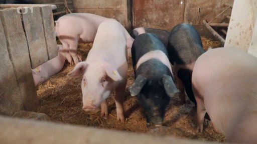 Přeštická prasata