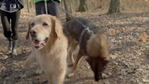 Pomocníci člověka