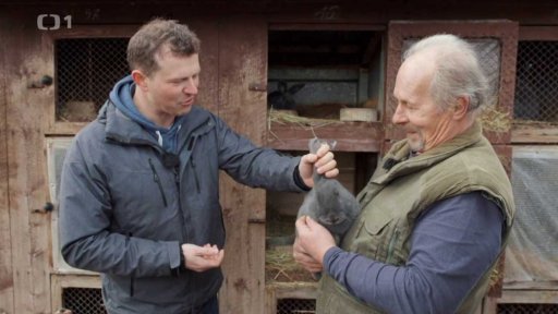 Králíci na výstavu