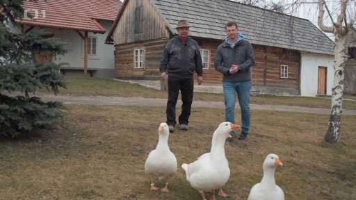 Tradiční husa bílá