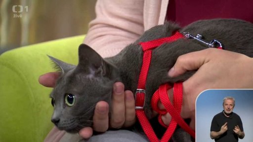 Týdenní seriál - kočky a výživa