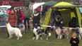 Happy Dog Show