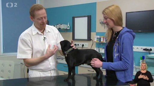 Brabantík a grifonek