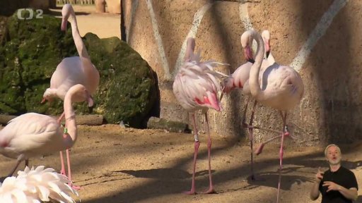 Útok na plameňáky v zoo