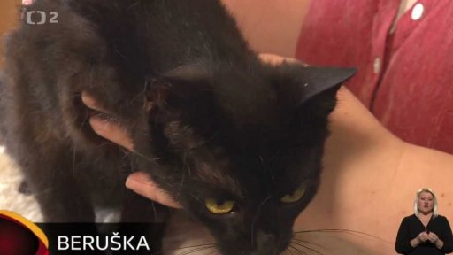 Nabídka koček ze Sušice