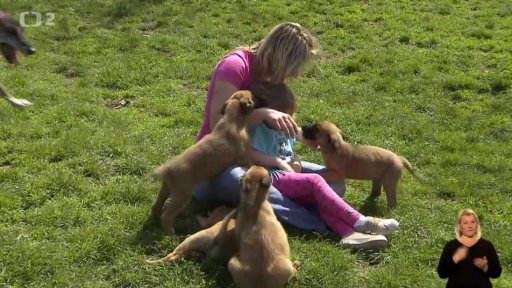 Malinois - pes stvořený ke službě