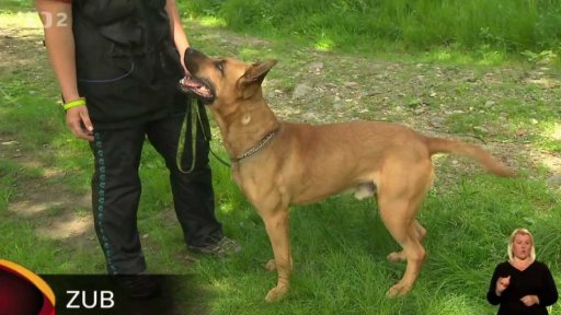 Nabídka psů z Plzně