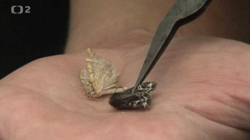 Zmizí naši denní motýli?