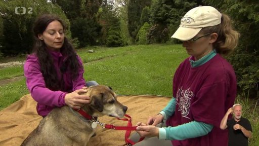 Návštěva odborníka - chiropraktické a jiné rehabilitační ošetření psa I.