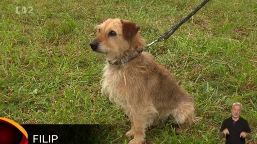 Nabídka psů z Lukavice