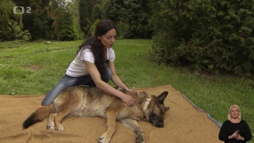 Jak můžeme pomoci svému psu sami