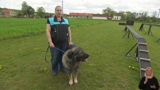 Šarplaninský pes - hlídač stád