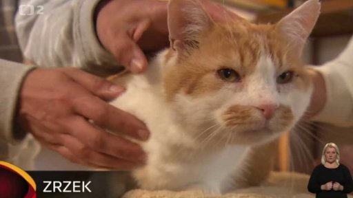 Nabídka koček z Tmaně