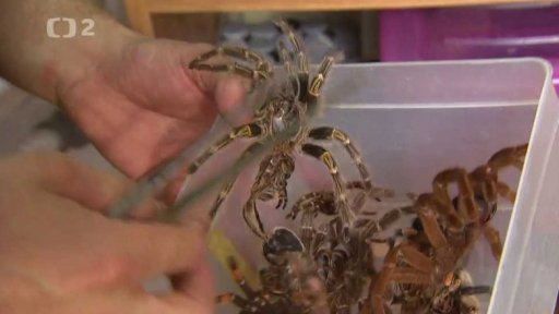 Sklípkan - nenáročný mazlík