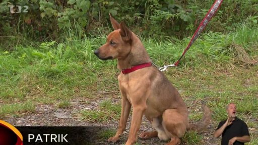 Nabídka psů z Příbrami - Lazce