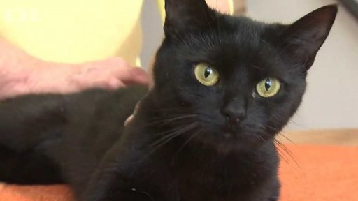 Nabídka koček z Plzně