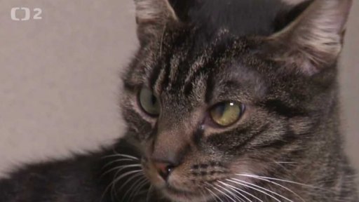 Nabídka psů a koček z Haviřova