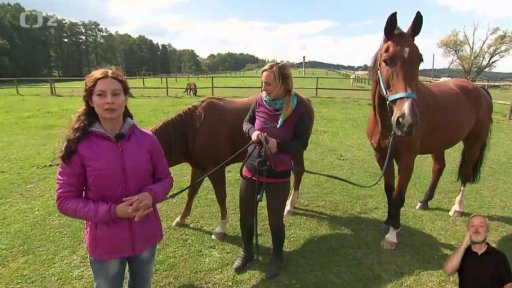 Příčiny pohybových problémů koní - trénink a jezdec