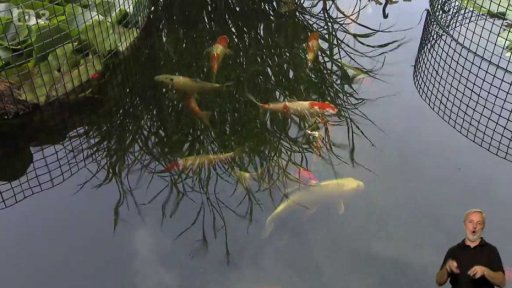 I ryby chtějí zazimovat