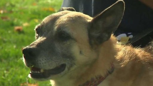 Nabídka psů z Prahy - Troji