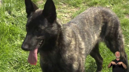 Holandský ovčák - služebník i parťák (málopočetné plemeno)