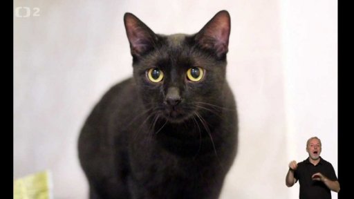 Bohulibá kočičí mánie