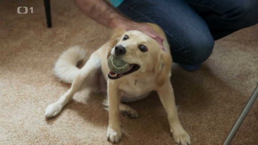 Zlobivá Míša: v čem je problém?