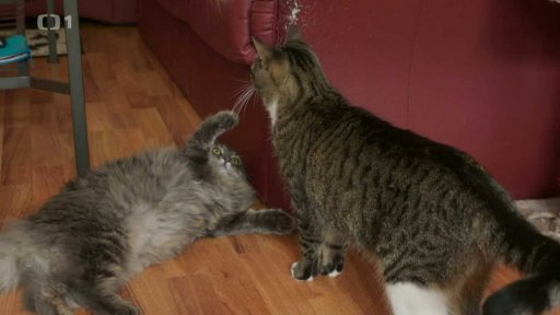 Rozhádané Leontýna a Kleopatra: seznámení s koučem