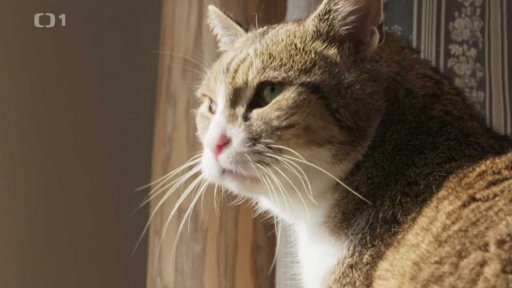 Značkující Čičák: v čem je problém?