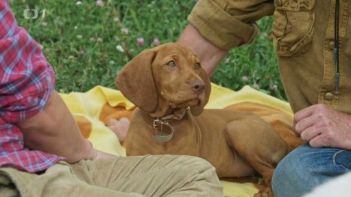 Štěněcí Barunka: triky a rady