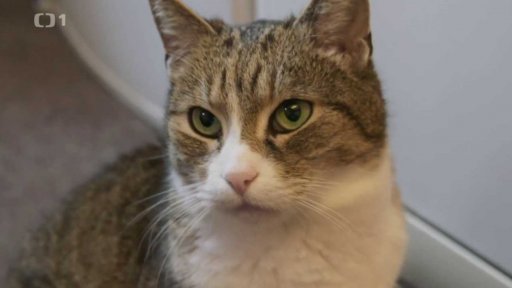 Značkující Čičák: po měsíci