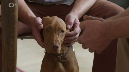 Štěněcí Barunka: po měsíci