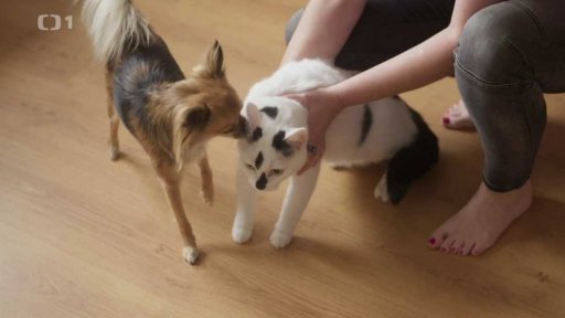 Plachý Zohan: po měsíci