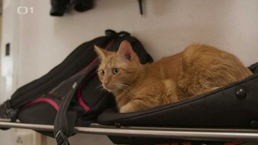 Agresivní Flíček s Gigim: seznámení s koučem