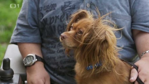 Tvrdohlavý Gentleman: triky a rady