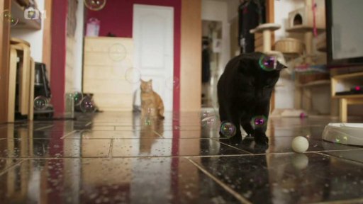 Agresivní Flíček s Gigim: triky a rady