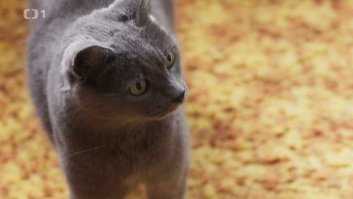 Zhýčkané Julinka a Minda: seznámení s koučem