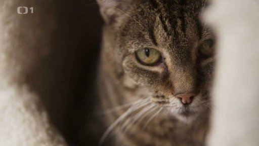 Zhýčkané Julinka a Minda: triky a rady